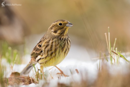 Na prvom snehu, Ľubomír Ondráško