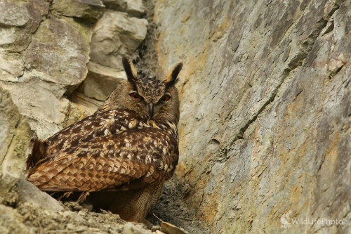 Majiteľ lomu, Pavol Bukovan