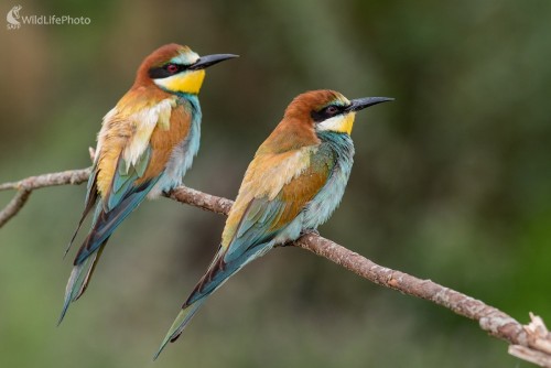 Včelárik, Ľubomír Ondráško