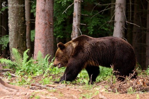 Medveď, Vladimír Vician