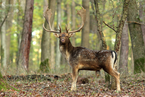 Daniel škvrnitý, Peter Jurík