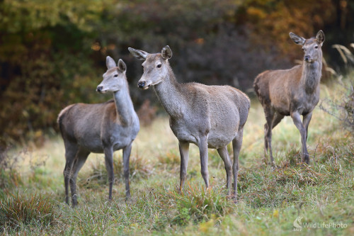 Jeleničky , Marián Jamrich