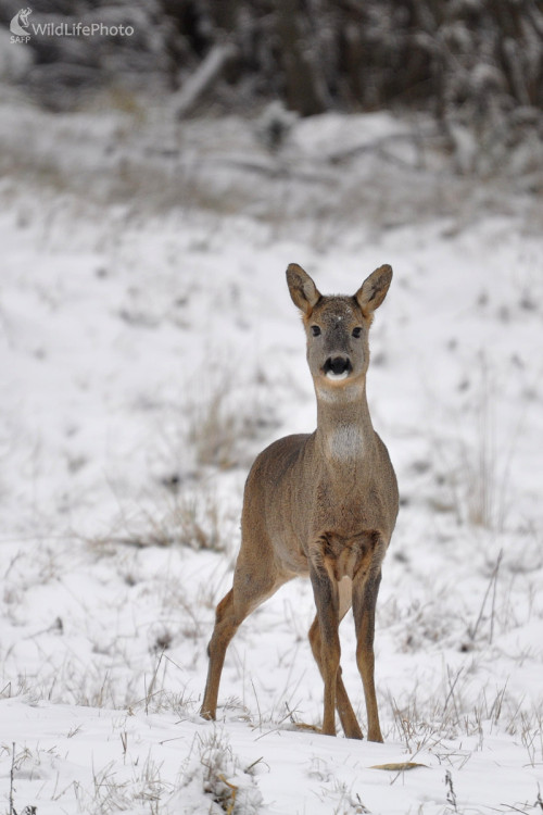 Zoči voči, Milan Čierny