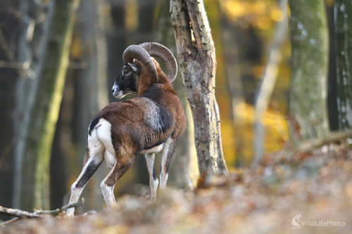 Novembrový fešák , Marian Zelina
