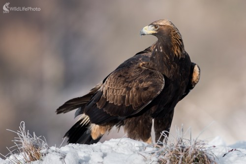 Slečna orlica, Ľubomír Ondráško