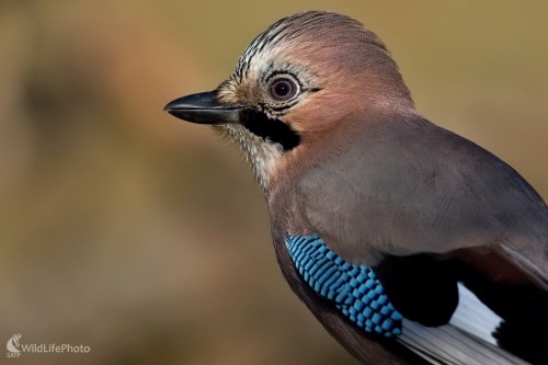 Portrét sojky, Maroš Detko