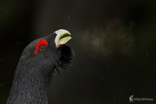 V chladnom ráne, Peter Jurík