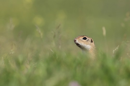 Syseľ pasienkový (Spermophilus citellus), Martin Šabík