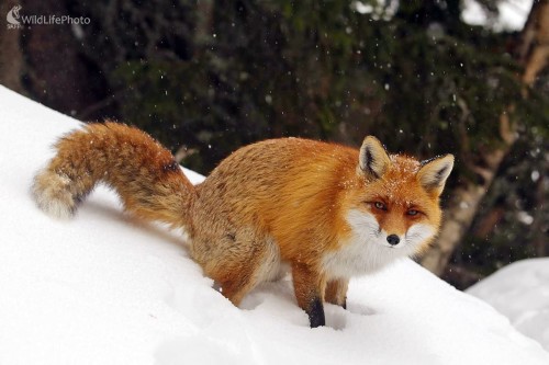 Značkovanie , Pavol Bukovan