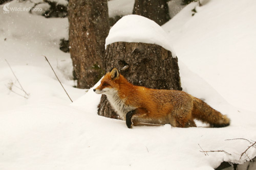 Na love, Pavol Bukovan