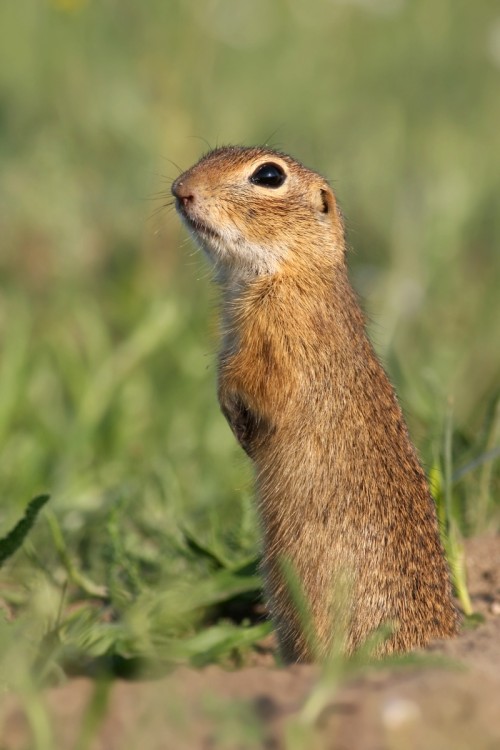 Syseľ pasienkový (Spermophilus citellus), Martin Šabík