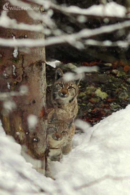 Utajený rysí párik, Vladimír Michalec