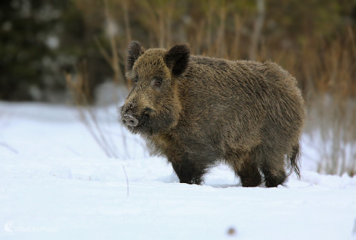 Diviak lesný, Dominik Kalata