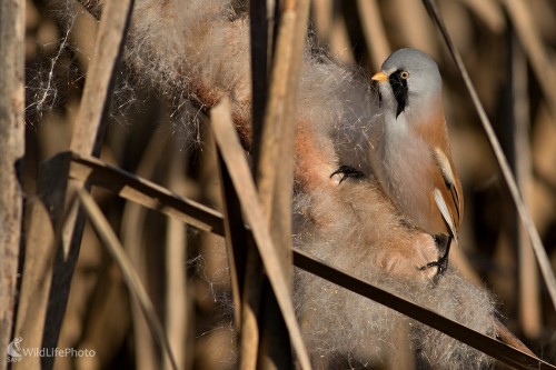 Fúzatka trsťová, Maroš Detko
