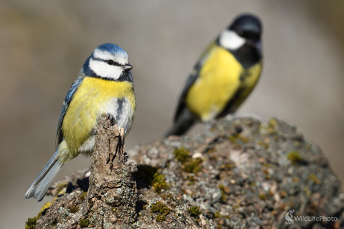 V bratislavskej záhrade, Marian Zelina