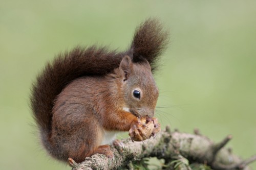 Veverička obyčajná (Sciurus vulgaris), Martin Šabík