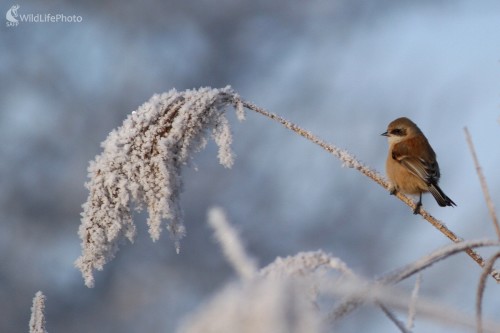  Kúdeľníčka lužná (Remiz pendulinus), Martin Šabík