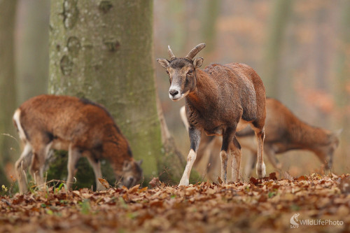 Muflóny ..., Marián Jamrich
