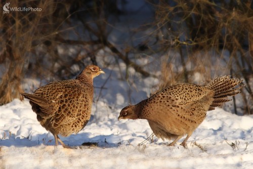 Bažant obyčajný- Phasianus colchicus, Martin Šabík