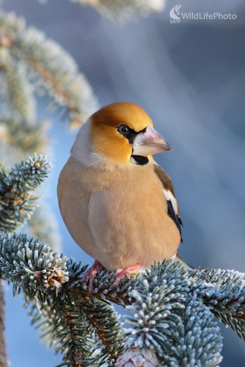 Glezg, Vladimír Michalec