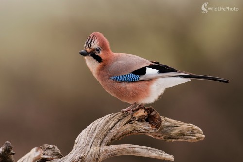 Ostražitá, Ľubomír Ondráško