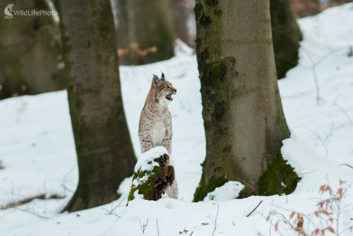 Mňau, Ľubomír Ondráško
