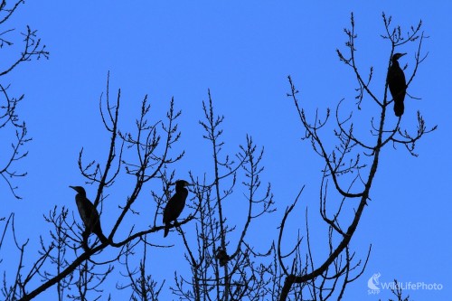 Kormorány, Maroš Detko