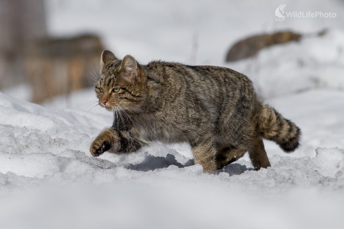 Felis silvestris, Ladislav Dzivjak