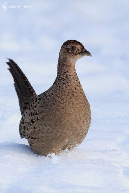 Bažant obyčajný- Phasianus colchicus, Martin Šabík