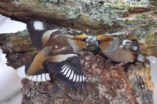 Bojovníci, Vladimír Michalec