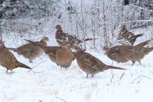 Bažant obyčajný- Phasianus colchicus, Martin Šabík