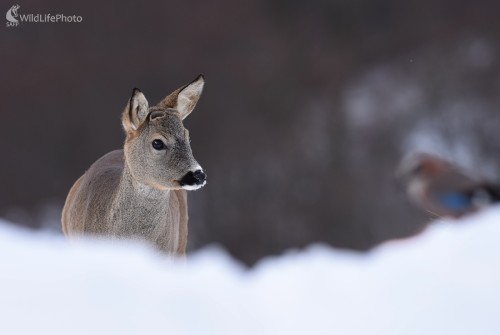 Nenašla si moje parôžky?, Ľubomír Ondráško