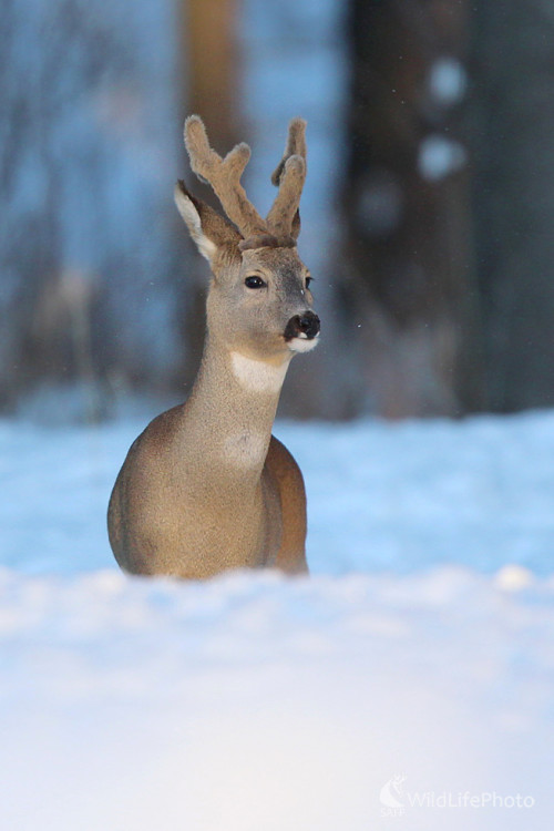 Fešák, Dominik Kalata