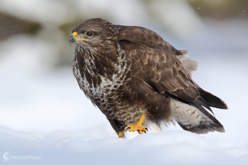 Myšiak lesný, Dominik Kalata