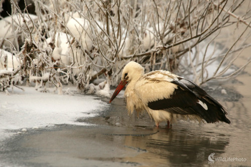 Keď je 7 január, Pavol Bukovan