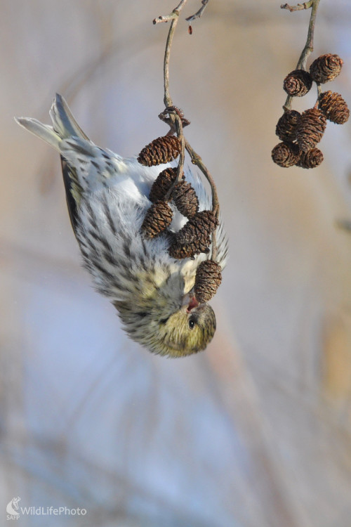 Dole hlavou, Milan Čierny