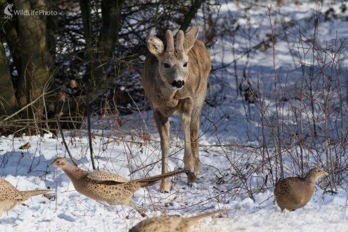 Pozor idem ja, Martin Šabík
