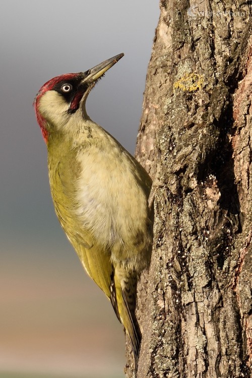 Žlna zelená /Picus viridis/, Vladimír Sabo