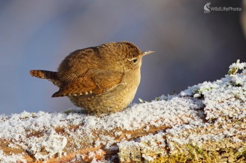 Guľôčka, Vladimír Michalec