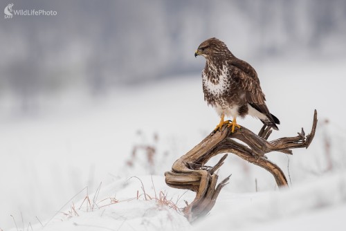 Čo to vidím?, Ľubomír Ondráško