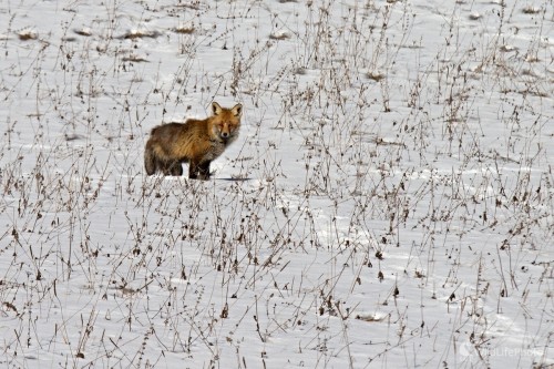 Na lúke, Maroš Detko