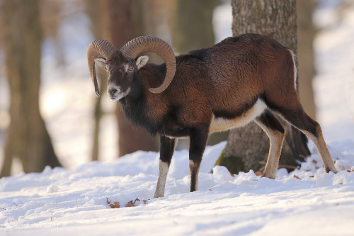 Baran, Marián Jamrich