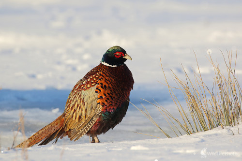 Bažant, Peter Jurík