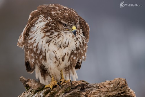 Miško, Ľubomír Ondráško
