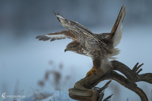 Vzlet, Marián Jamrich