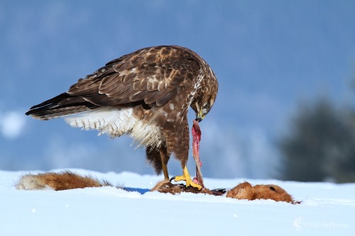 ...dravec..., Milan Fuňák