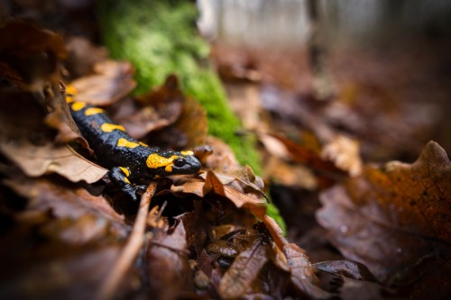 Salamandra škvrnitá (Salamandra salamandra) , Marián Maňúr