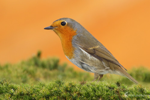 Slávik červienka, Peter Jurík