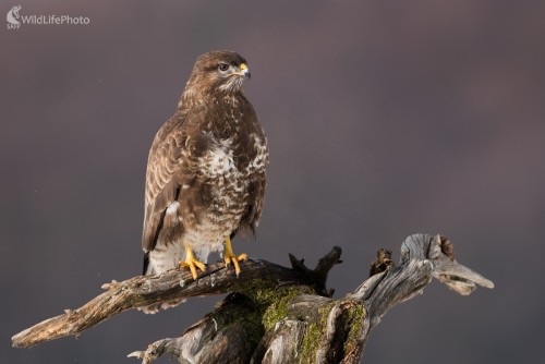 Myšiak a Pterodaktyl, Ľubomír Ondráško