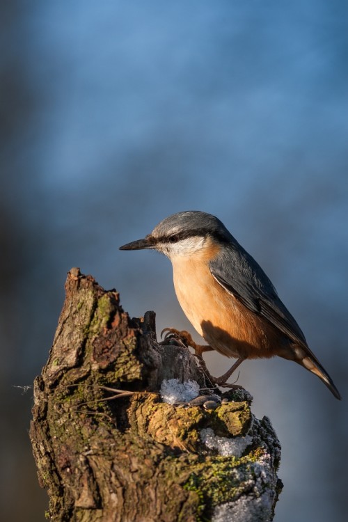 Brhlík obyčajný (Sitta europaea), Marián Maňúr